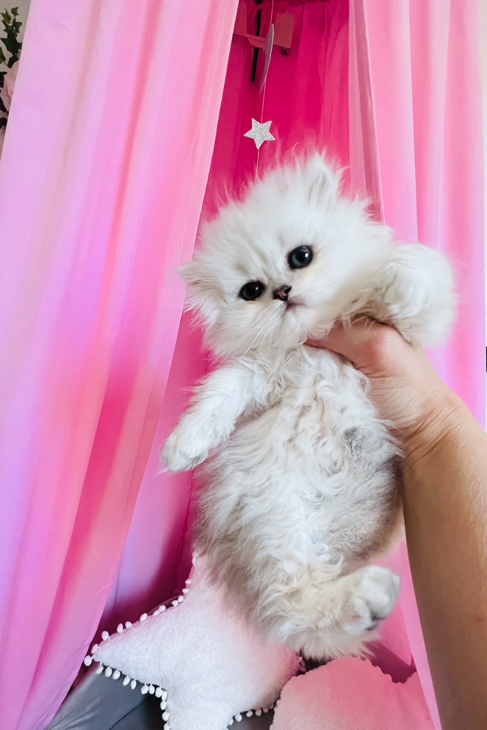 Persian kitten